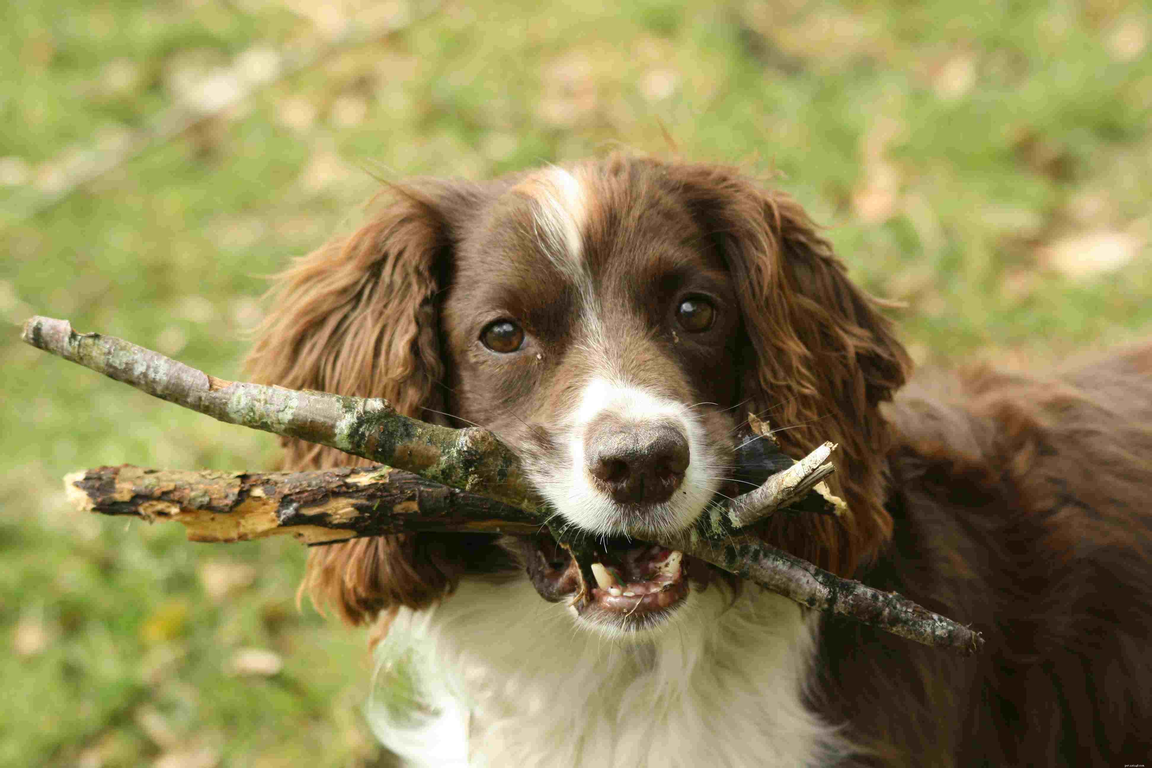 17 Dogs Who Truly Deserve the Title  Very Good Boy 