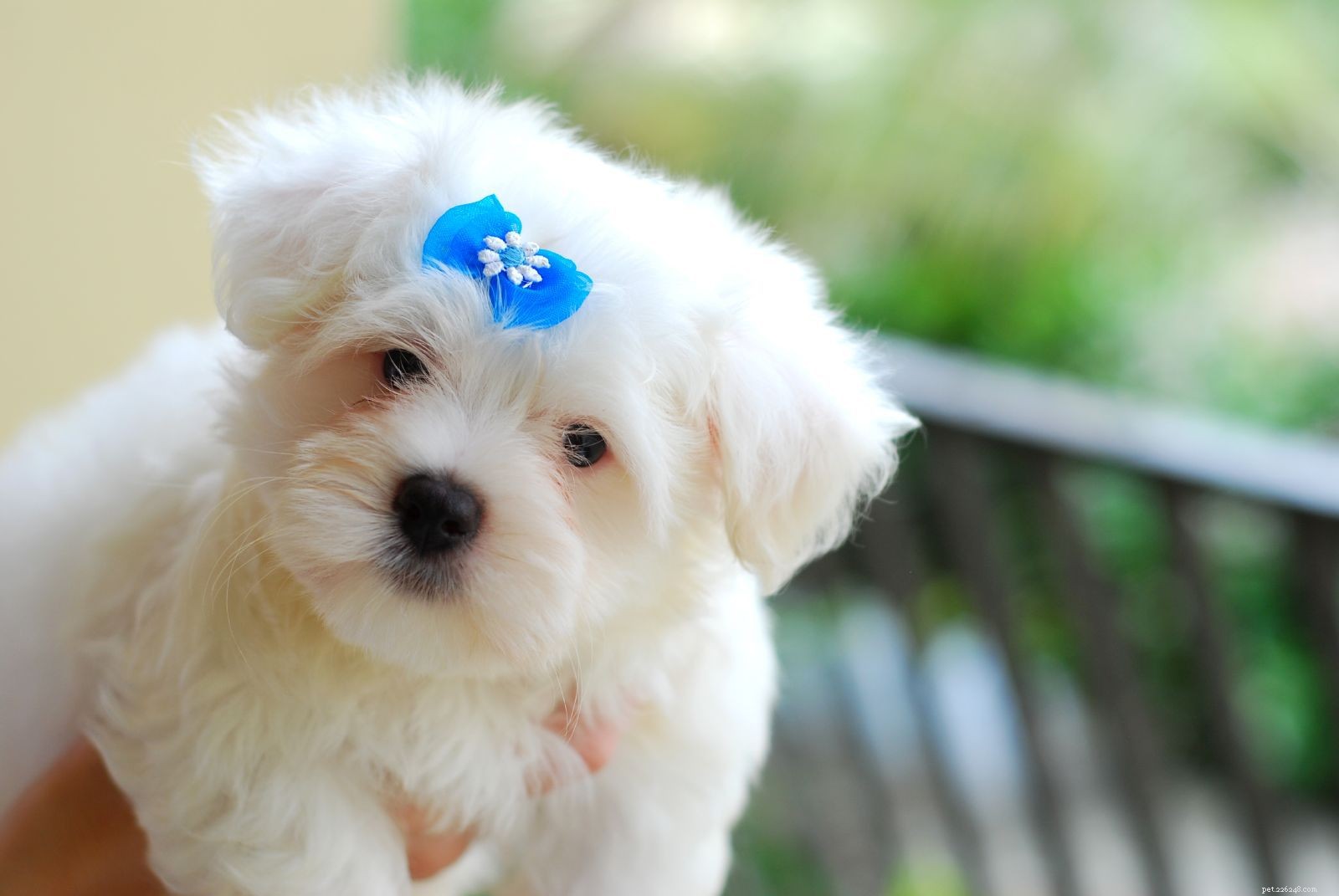 17 Dogs Who Truly Deserve the Title  Very Good Boy 