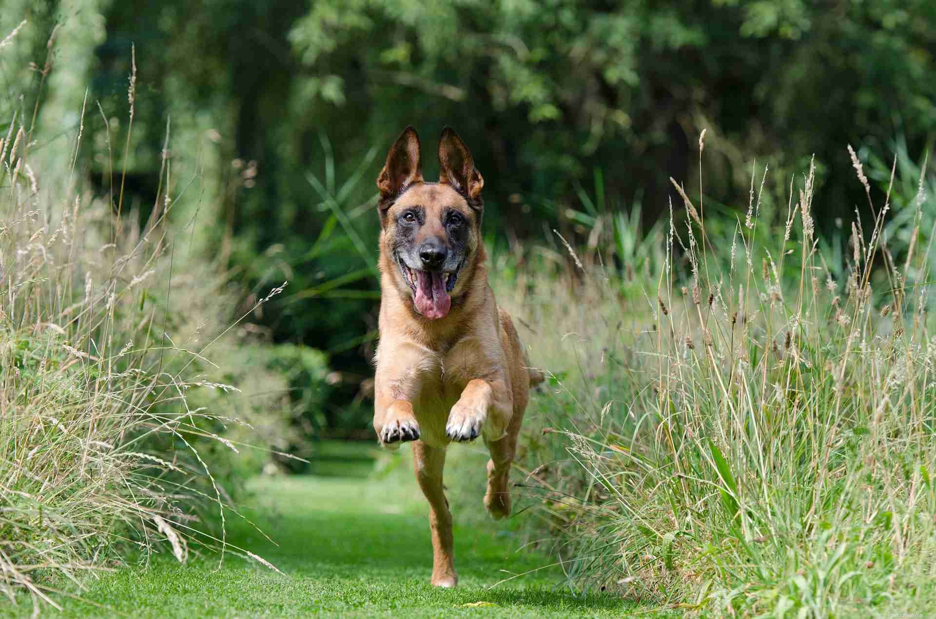 17 Dogs Who Truly Deserve the Title  Very Good Boy 