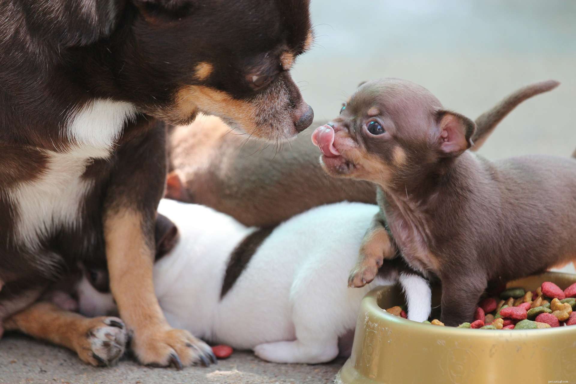 17 Dogs Who Truly Deserve the Title  Very Good Boy 