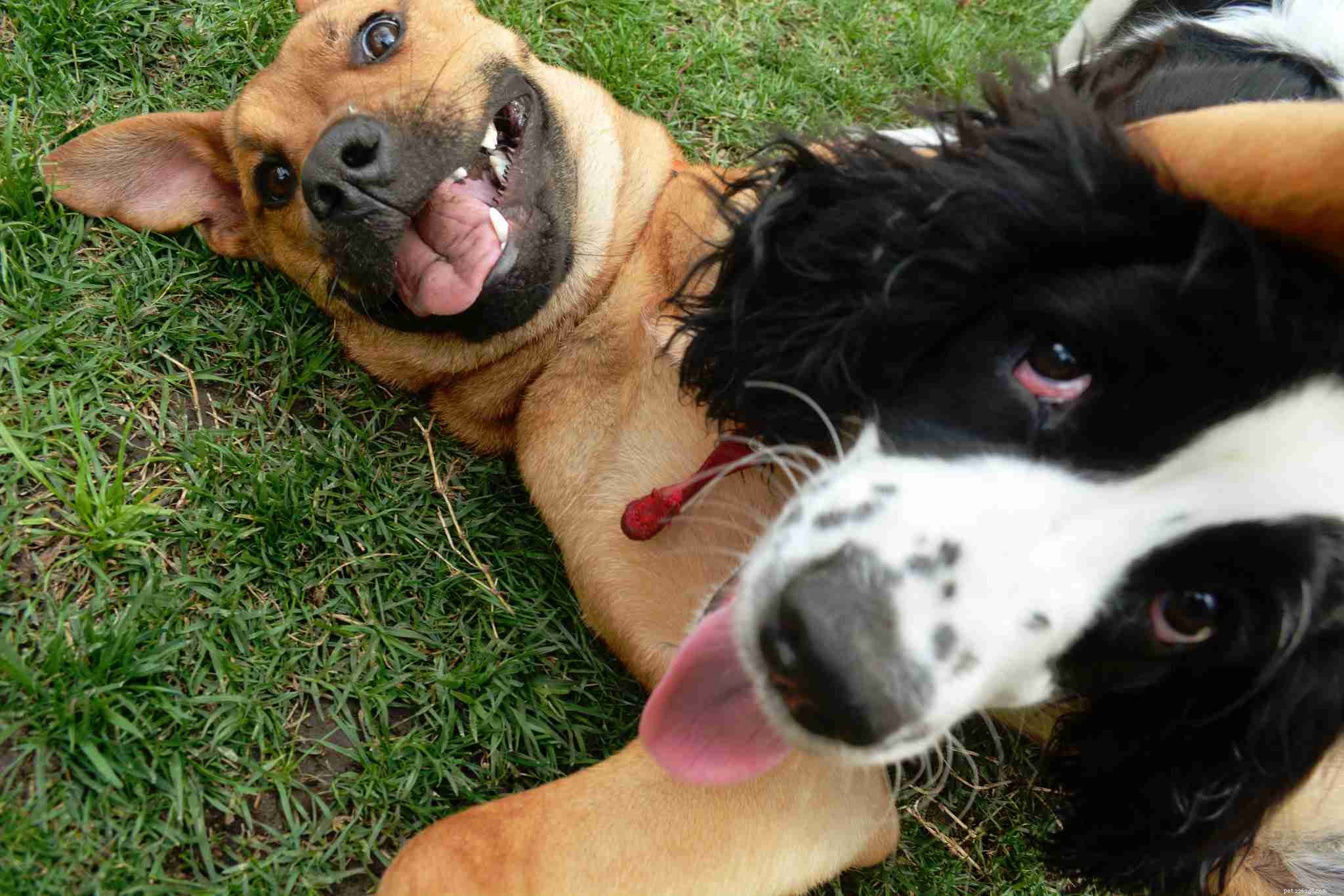 17 Dogs Who Truly Deserve the Title  Very Good Boy 