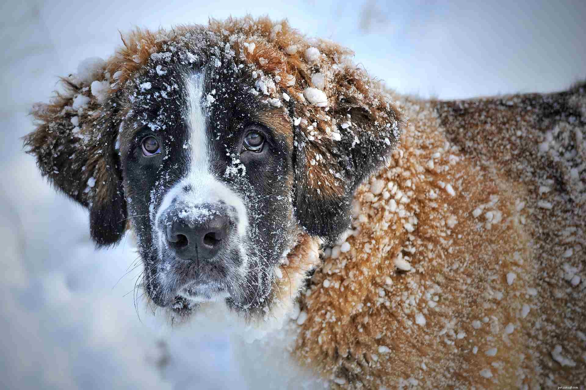 17 Dogs Who Truly Deserve the Title  Very Good Boy 