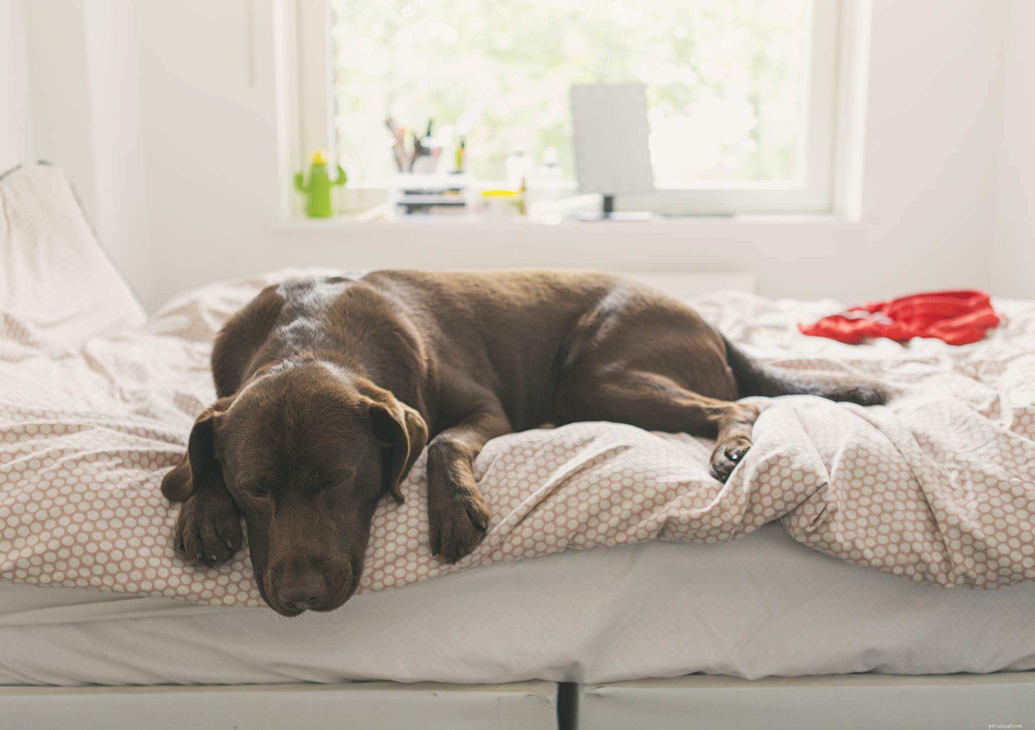 17 Dogs Who Truly Deserve the Title  Very Good Boy 