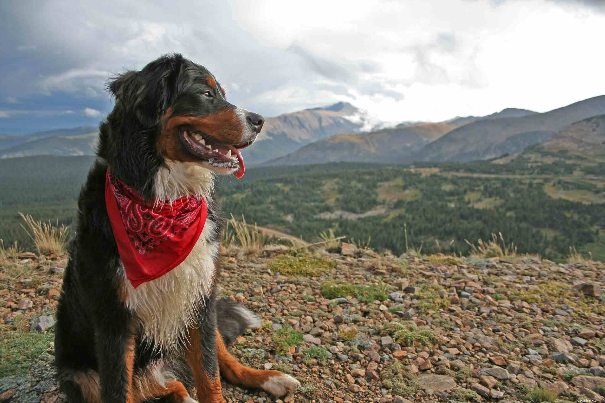 17 Dogs Who Truly Deserve the Title  Very Good Boy 