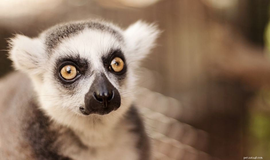 12 Creepy Creatures That Surprisingly Exude Adorable Charm