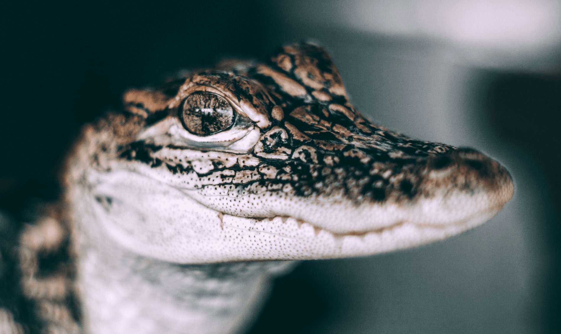 12 Creepy Creatures That Surprisingly Exude Adorable Charm