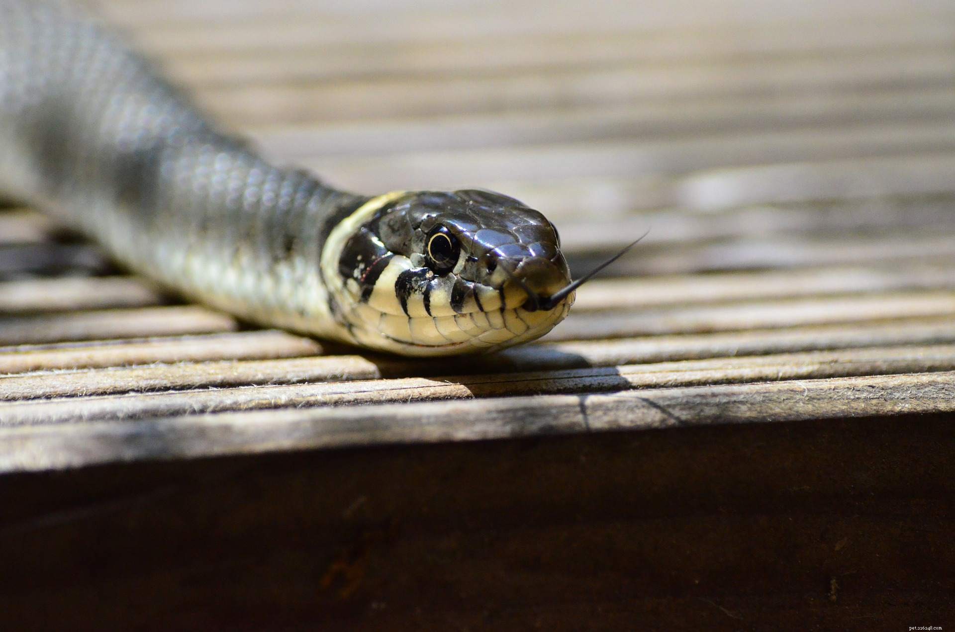 12 Creepy Creatures That Surprisingly Exude Adorable Charm