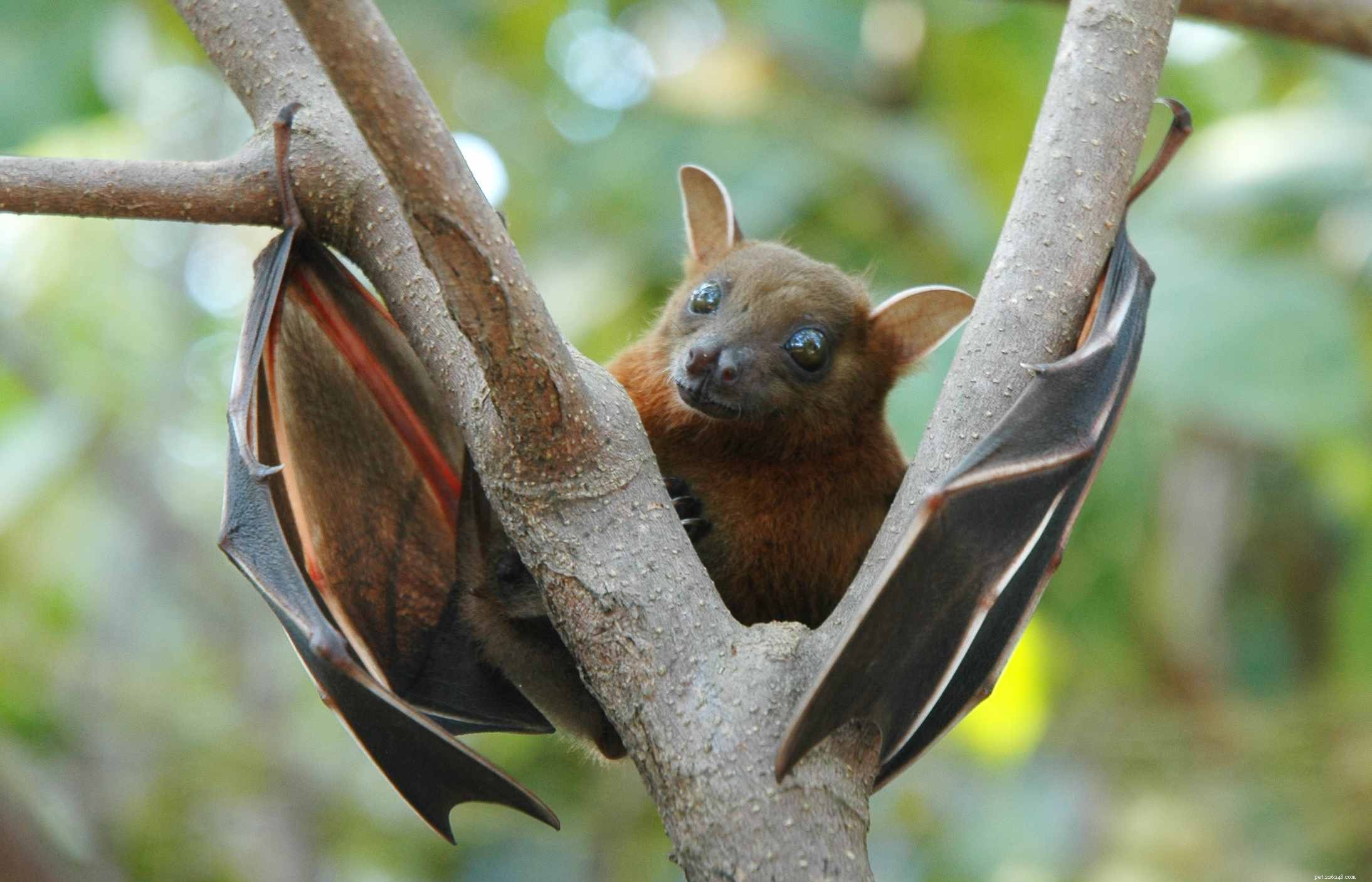 12 Creepy Creatures That Surprisingly Exude Adorable Charm