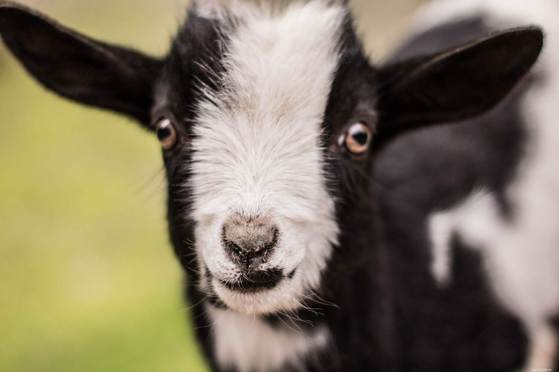 12 Creepy Creatures That Surprisingly Exude Adorable Charm