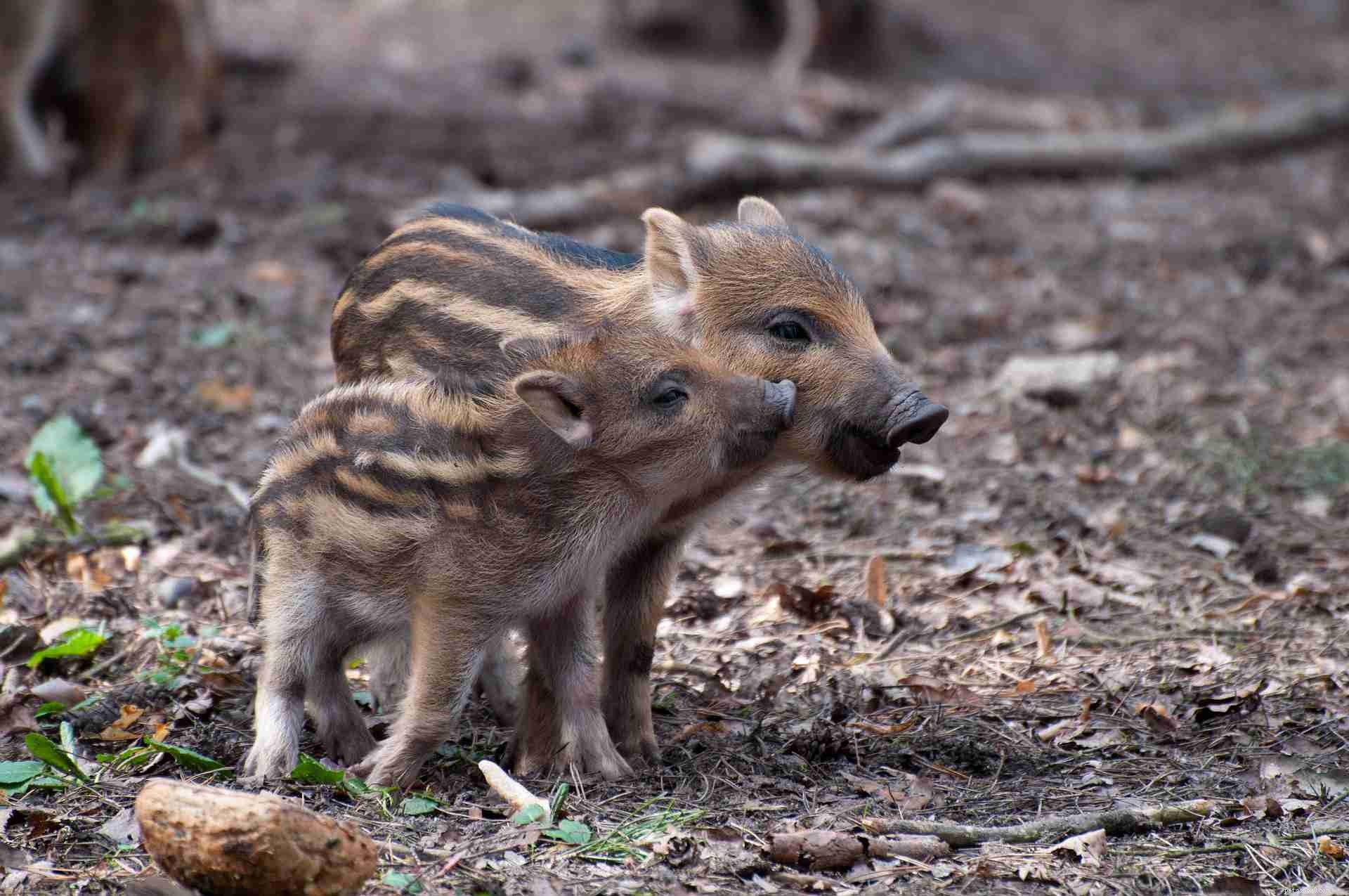12 Creepy Creatures That Surprisingly Exude Adorable Charm