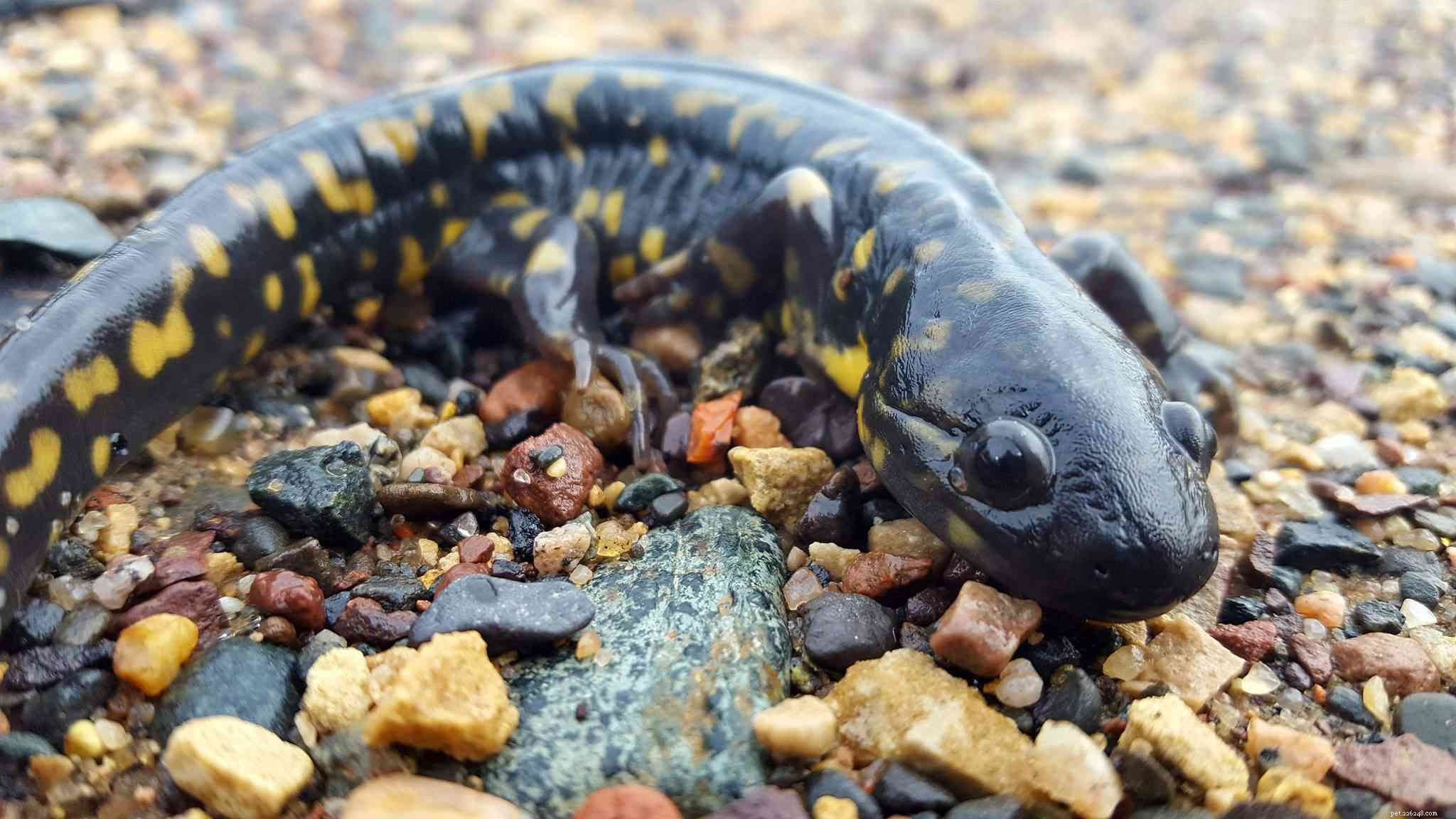 12 Creepy Creatures That Surprisingly Exude Adorable Charm