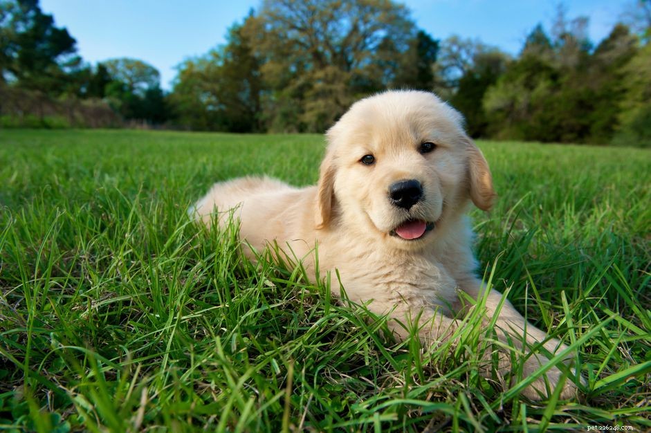 10 Stunning Golden Retriever Photos That Will Melt Your Heart