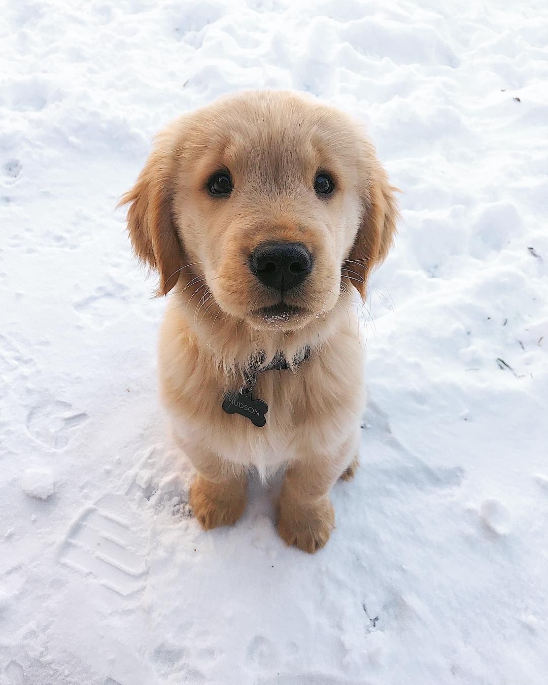 10 Stunning Golden Retriever Photos That Will Melt Your Heart