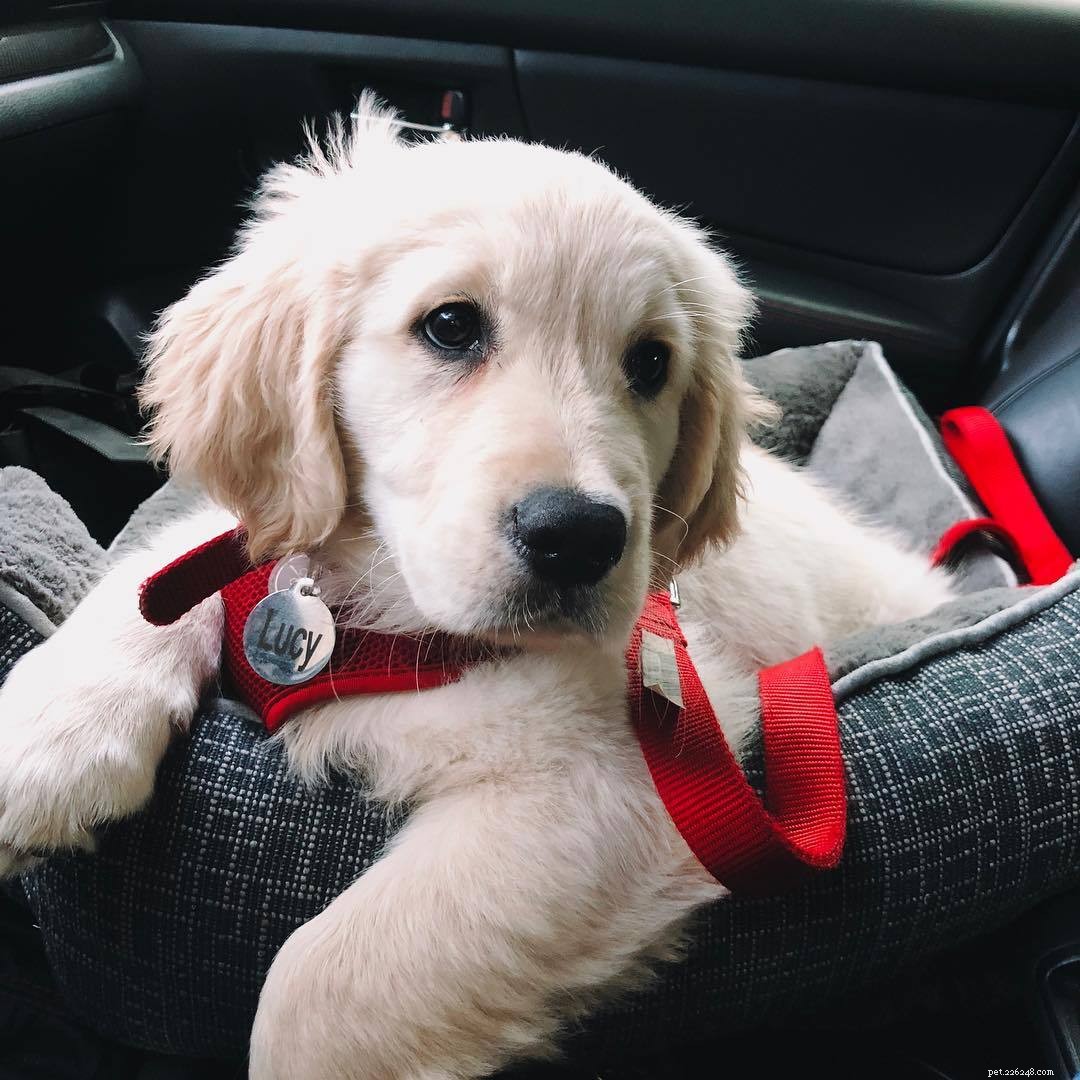 10 Stunning Golden Retriever Photos That Will Melt Your Heart