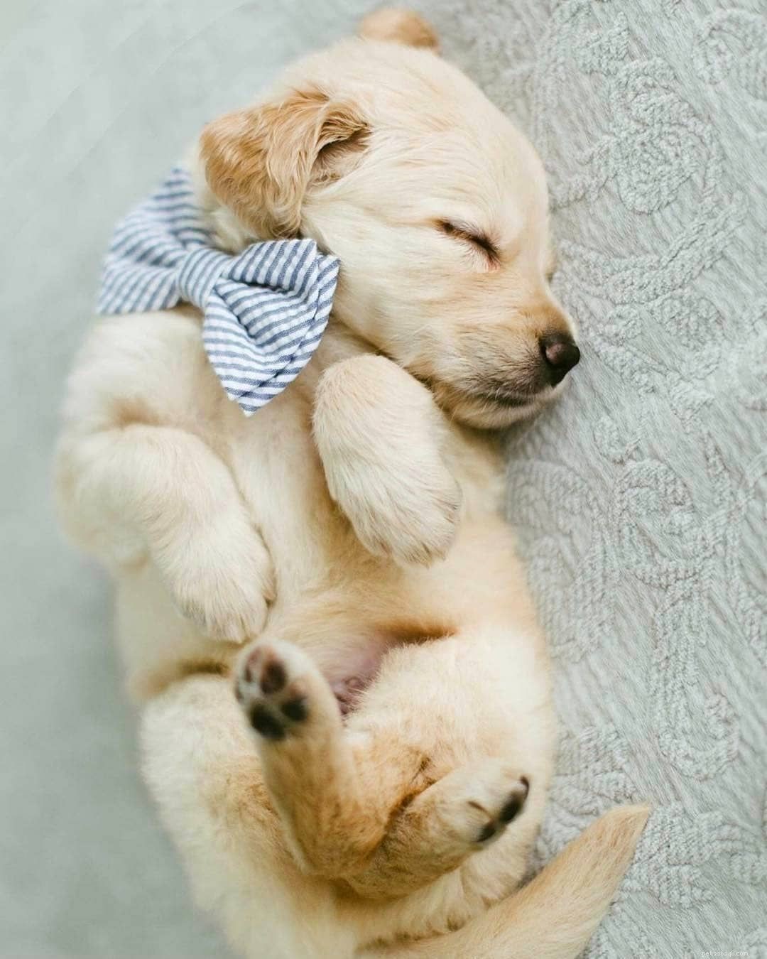 10 Stunning Golden Retriever Photos That Will Melt Your Heart