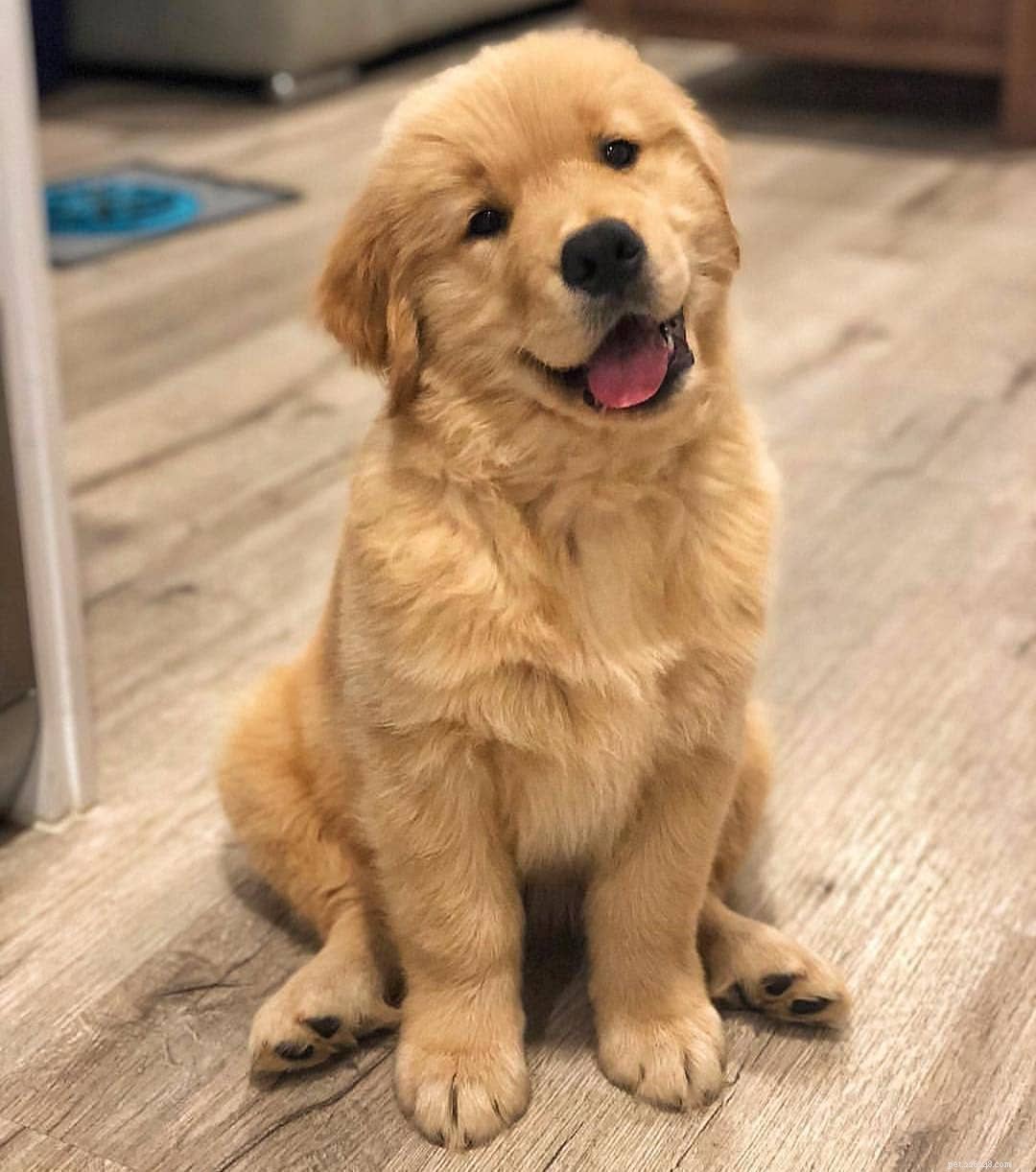 10 Stunning Golden Retriever Photos That Will Melt Your Heart
