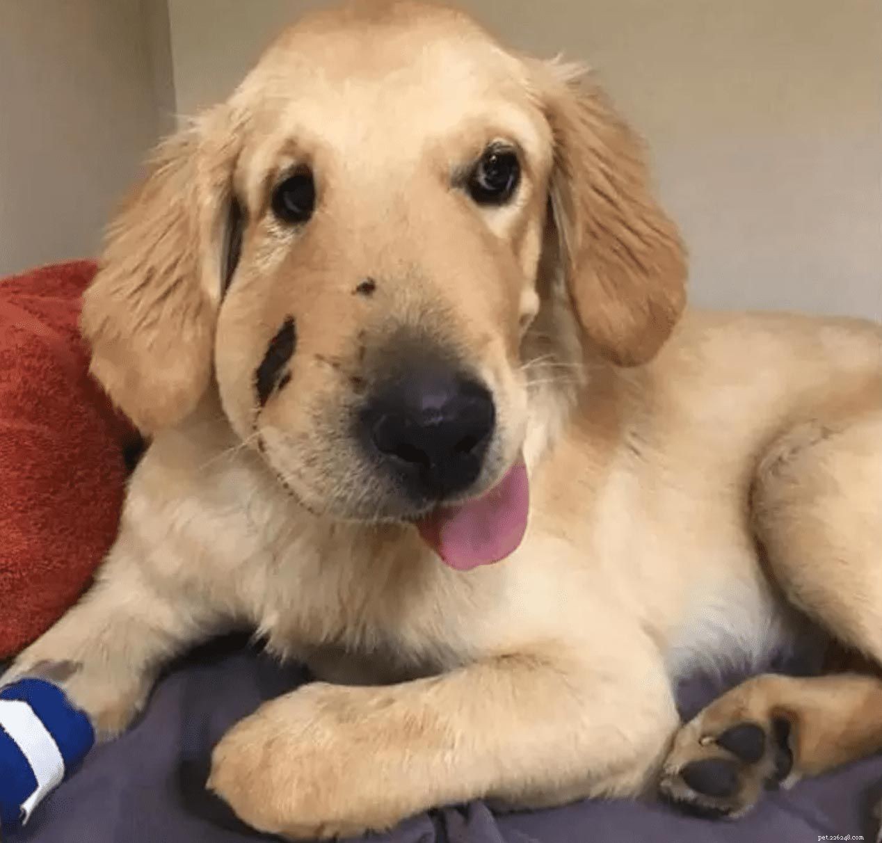 10 Stunning Golden Retriever Photos That Will Melt Your Heart