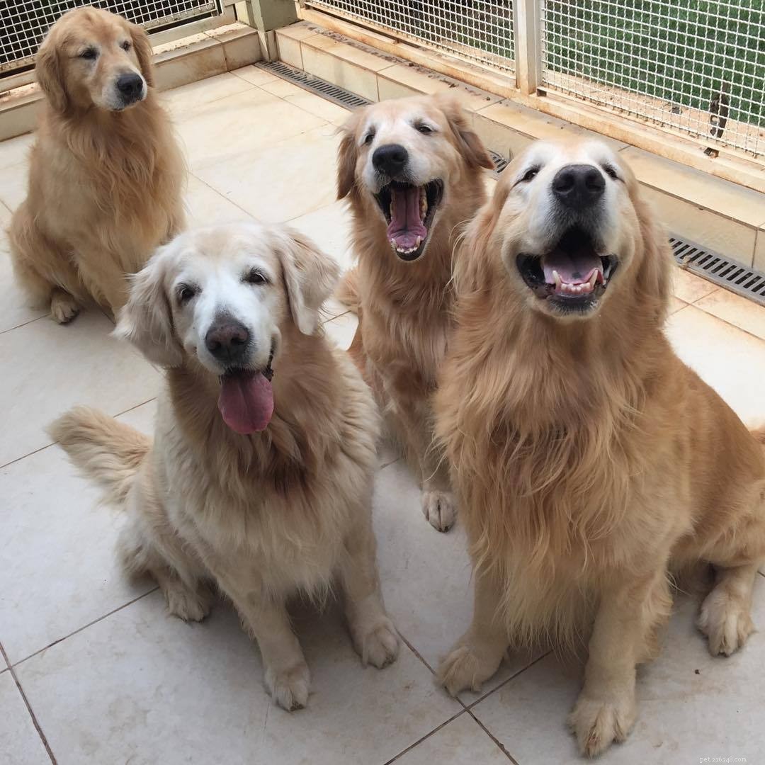 10 Stunning Golden Retriever Photos That Will Melt Your Heart