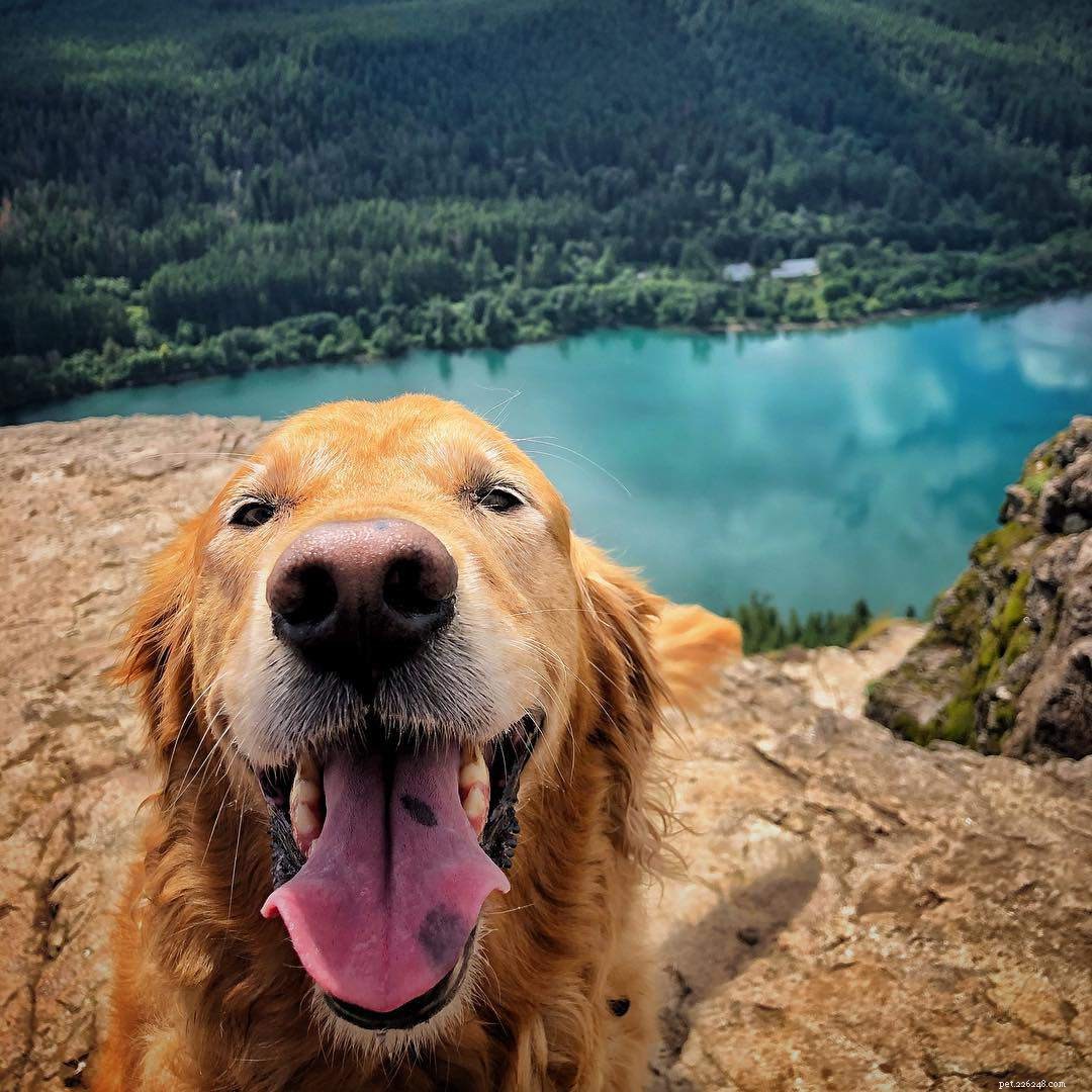 10 Stunning Golden Retriever Photos That Will Melt Your Heart