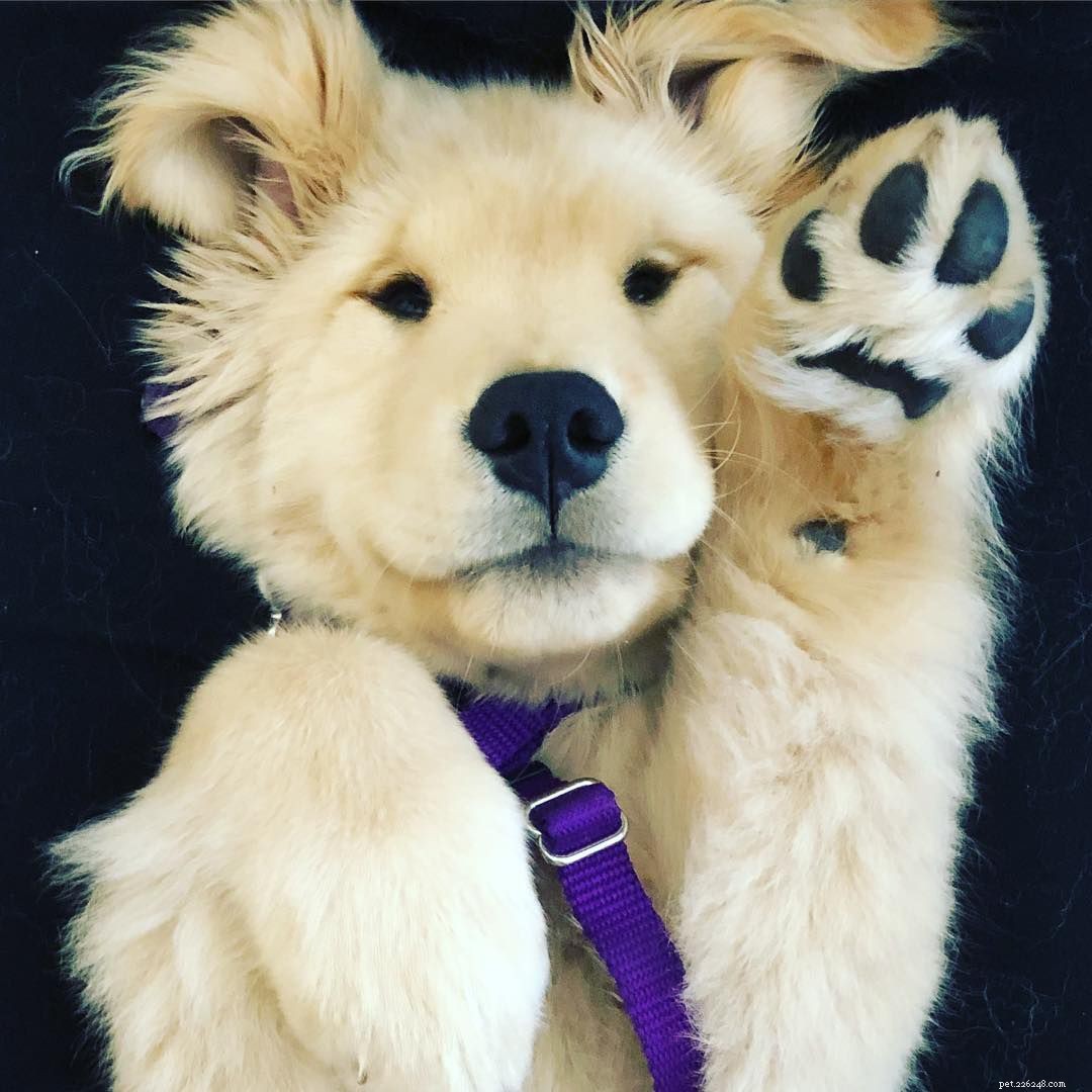 10 Stunning Golden Retriever Photos That Will Melt Your Heart