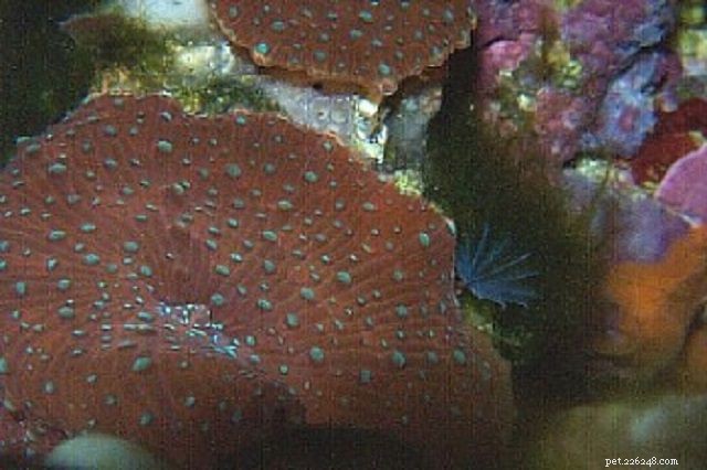 Soft Mushroom Corals & Disc Anemones: A Beginner’s Guide to Choosing the Perfect Species