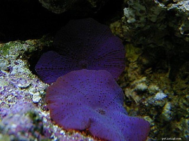 Soft Mushroom Corals & Disc Anemones: A Beginner’s Guide to Choosing the Perfect Species