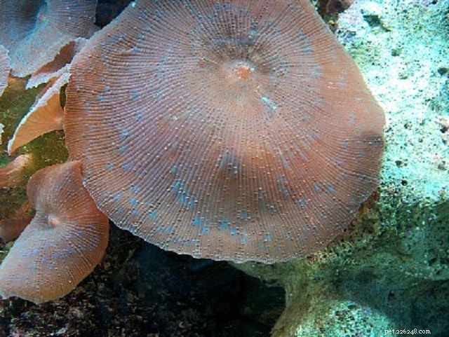 Soft Mushroom Corals & Disc Anemones: A Beginner’s Guide to Choosing the Perfect Species