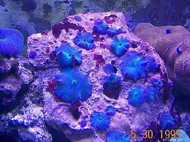 Soft Mushroom Corals & Disc Anemones: A Beginner’s Guide to Choosing the Perfect Species