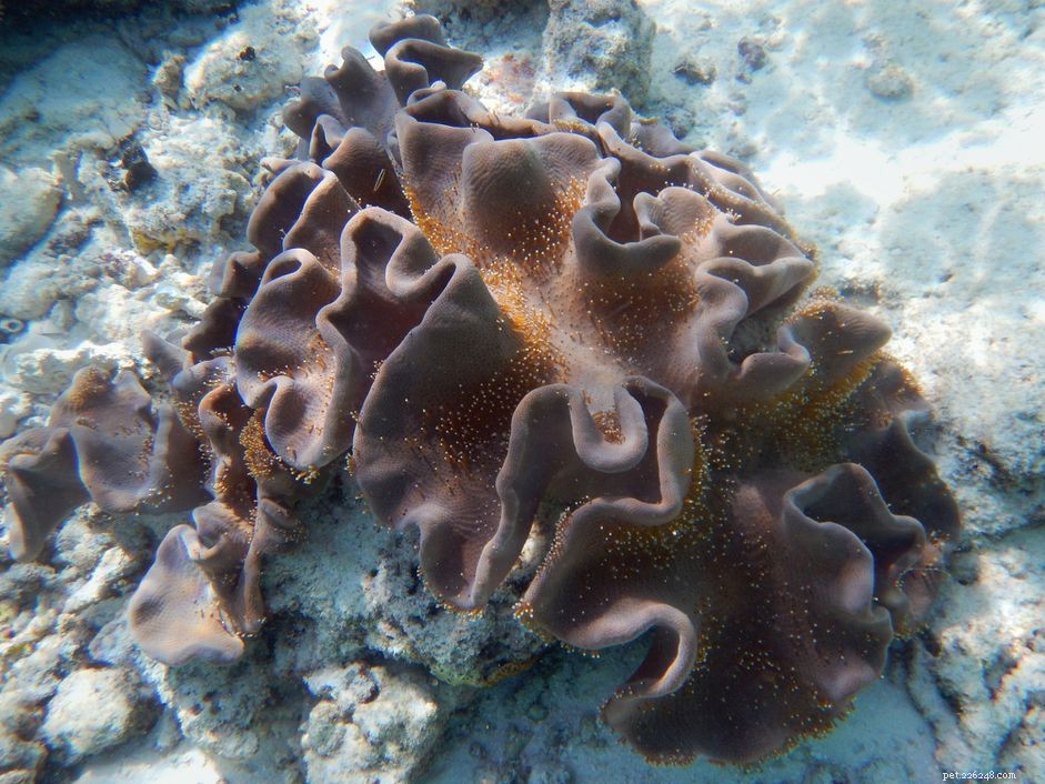 Soft Mushroom Corals & Disc Anemones: A Beginner’s Guide to Choosing the Perfect Species