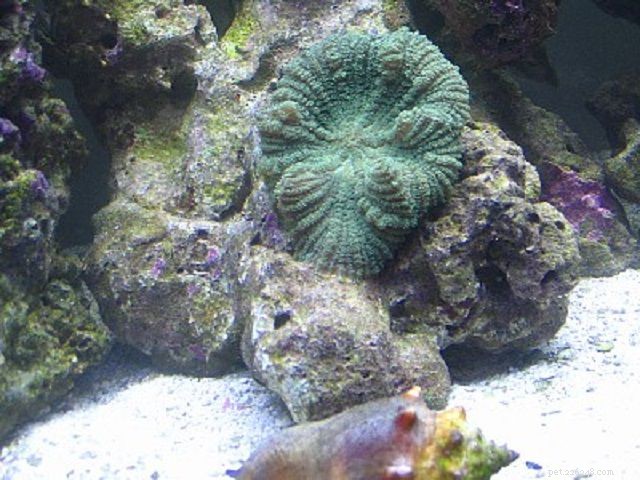 Soft Mushroom Corals & Disc Anemones: A Beginner’s Guide to Choosing the Perfect Species