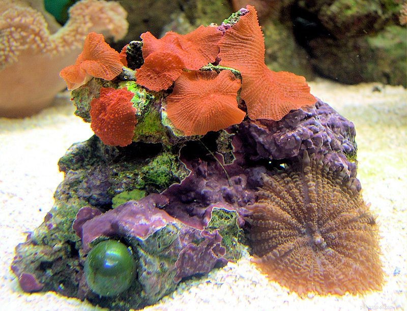 Soft Mushroom Corals & Disc Anemones: A Beginner’s Guide to Choosing the Perfect Species