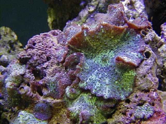 Soft Mushroom Corals & Disc Anemones: A Beginner’s Guide to Choosing the Perfect Species