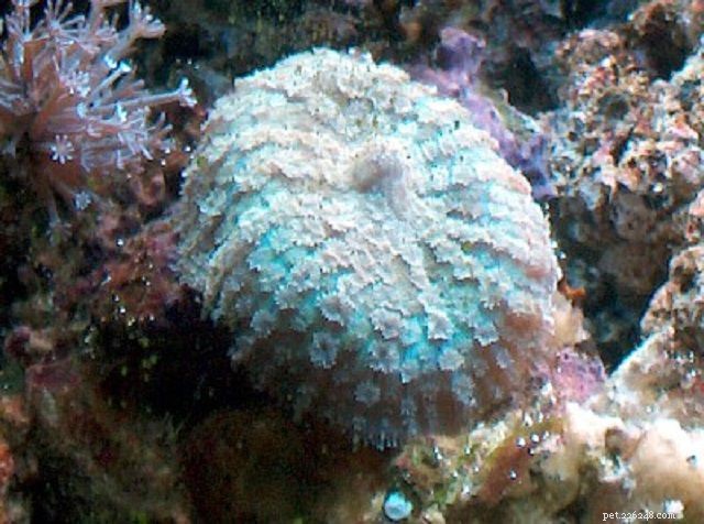 Soft Mushroom Corals & Disc Anemones: A Beginner’s Guide to Choosing the Perfect Species