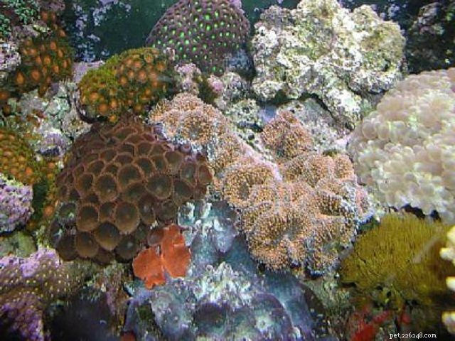 Soft Mushroom Corals & Disc Anemones: A Beginner’s Guide to Choosing the Perfect Species