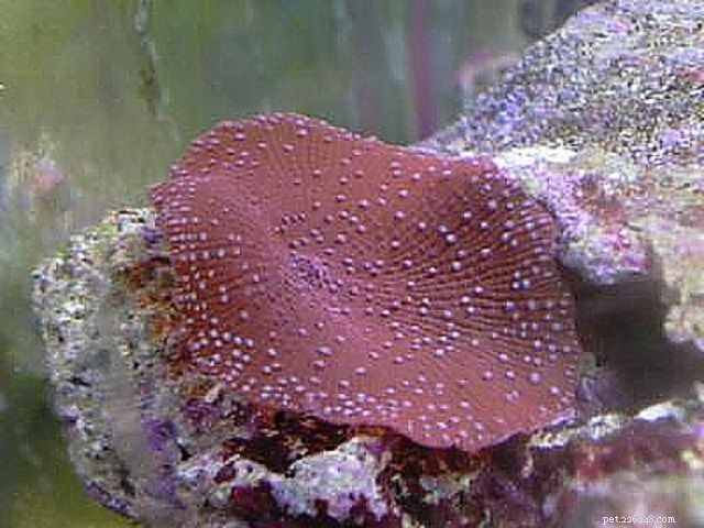 Soft Mushroom Corals & Disc Anemones: A Beginner’s Guide to Choosing the Perfect Species