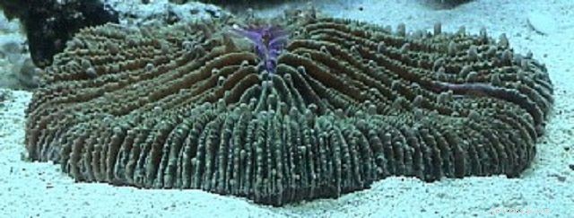 Soft Mushroom Corals & Disc Anemones: A Beginner’s Guide to Choosing the Perfect Species