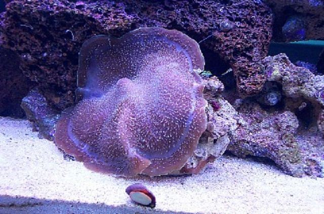 Soft Mushroom Corals & Disc Anemones: A Beginner’s Guide to Choosing the Perfect Species