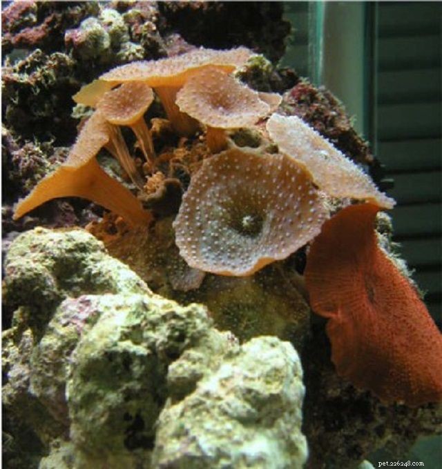 Soft Mushroom Corals & Disc Anemones: A Beginner’s Guide to Choosing the Perfect Species