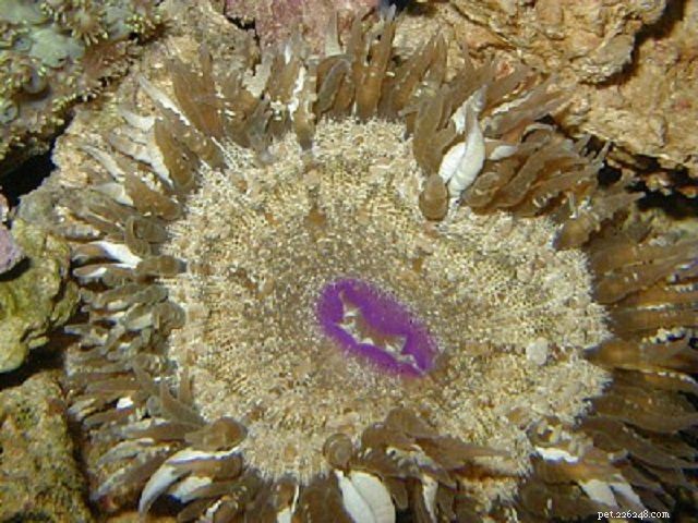 Soft Mushroom Corals & Disc Anemones: A Beginner’s Guide to Choosing the Perfect Species