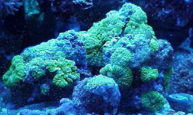 Soft Mushroom Corals & Disc Anemones: A Beginner’s Guide to Choosing the Perfect Species