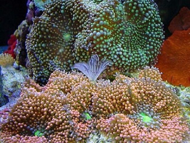 Soft Mushroom Corals & Disc Anemones: A Beginner’s Guide to Choosing the Perfect Species