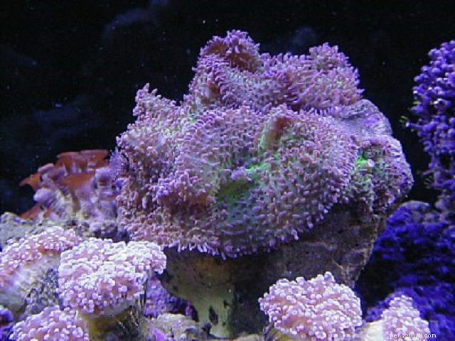 Soft Mushroom Corals & Disc Anemones: A Beginner’s Guide to Choosing the Perfect Species