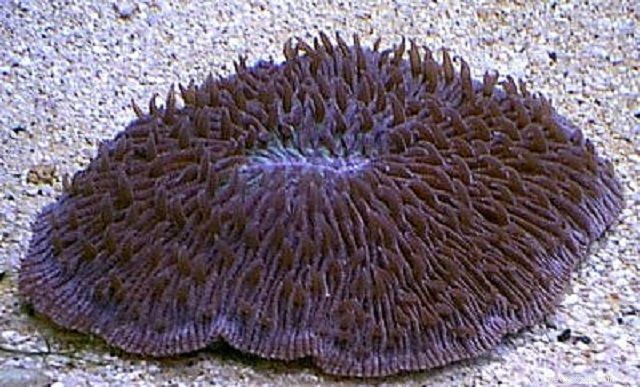 Soft Mushroom Corals & Disc Anemones: A Beginner’s Guide to Choosing the Perfect Species