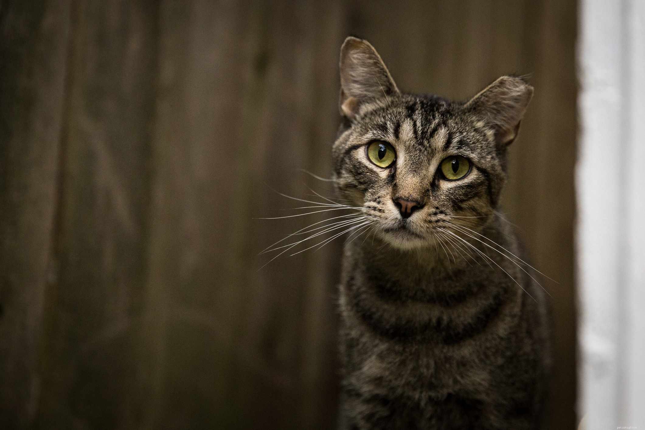 Feral vs. Stray Cats: Key Differences Explained