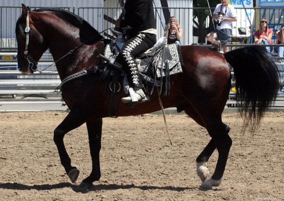 Azteca Horse: In-Depth Breed Profile & Performance Guide