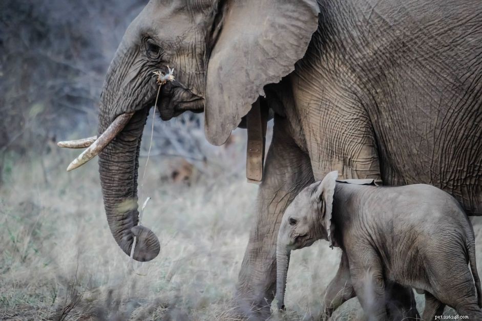 10 Endearing Baby Animals That Love Their Moms