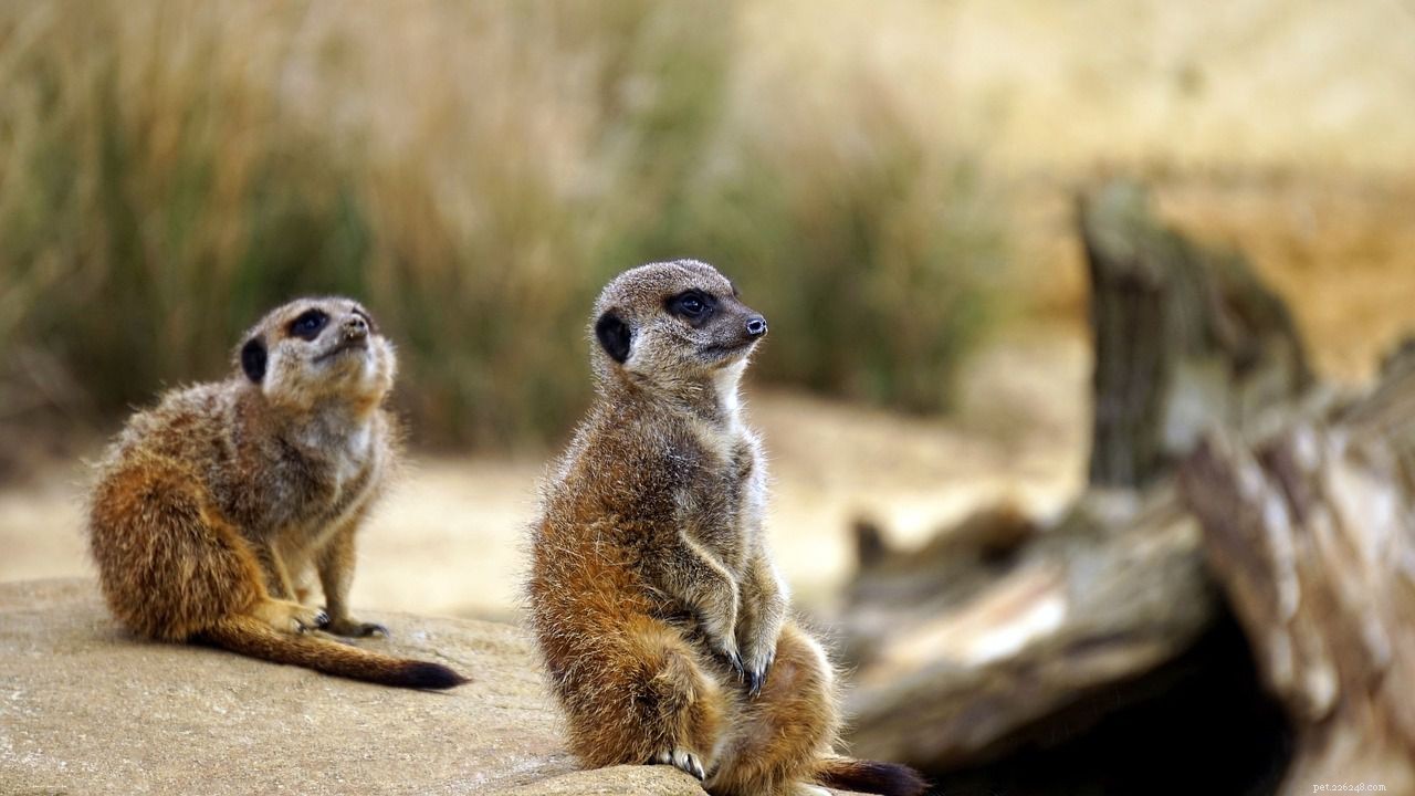 10 Endearing Baby Animals That Love Their Moms