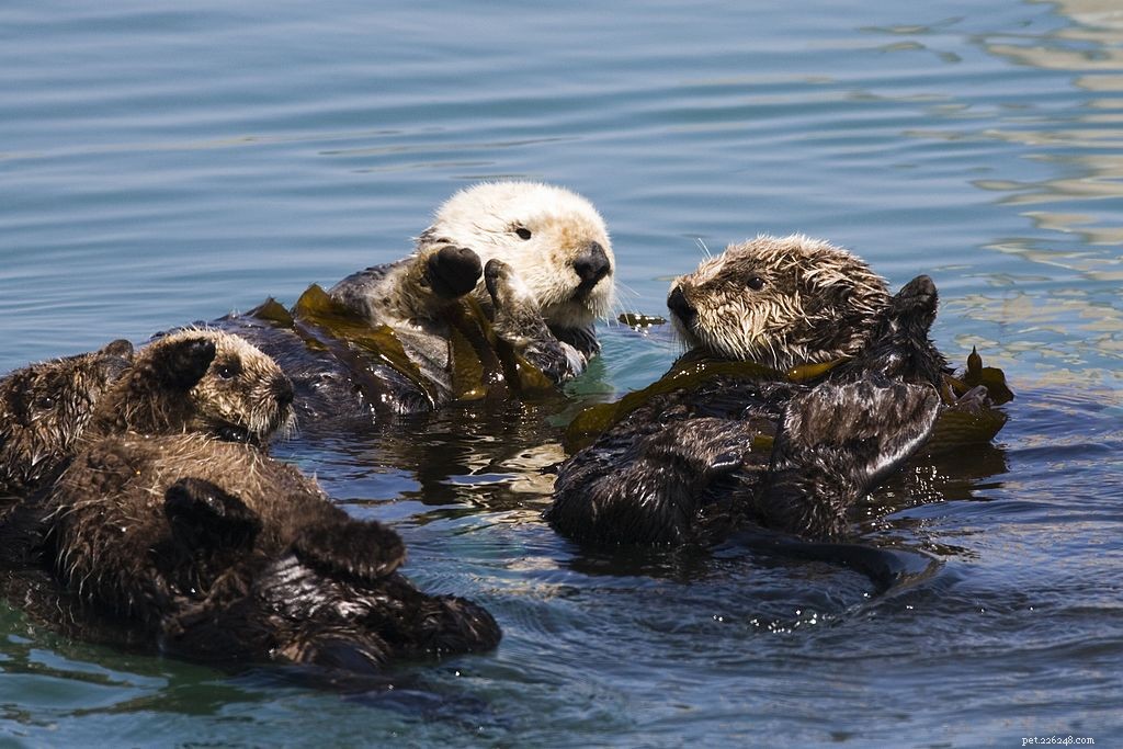 10 Endearing Baby Animals That Love Their Moms