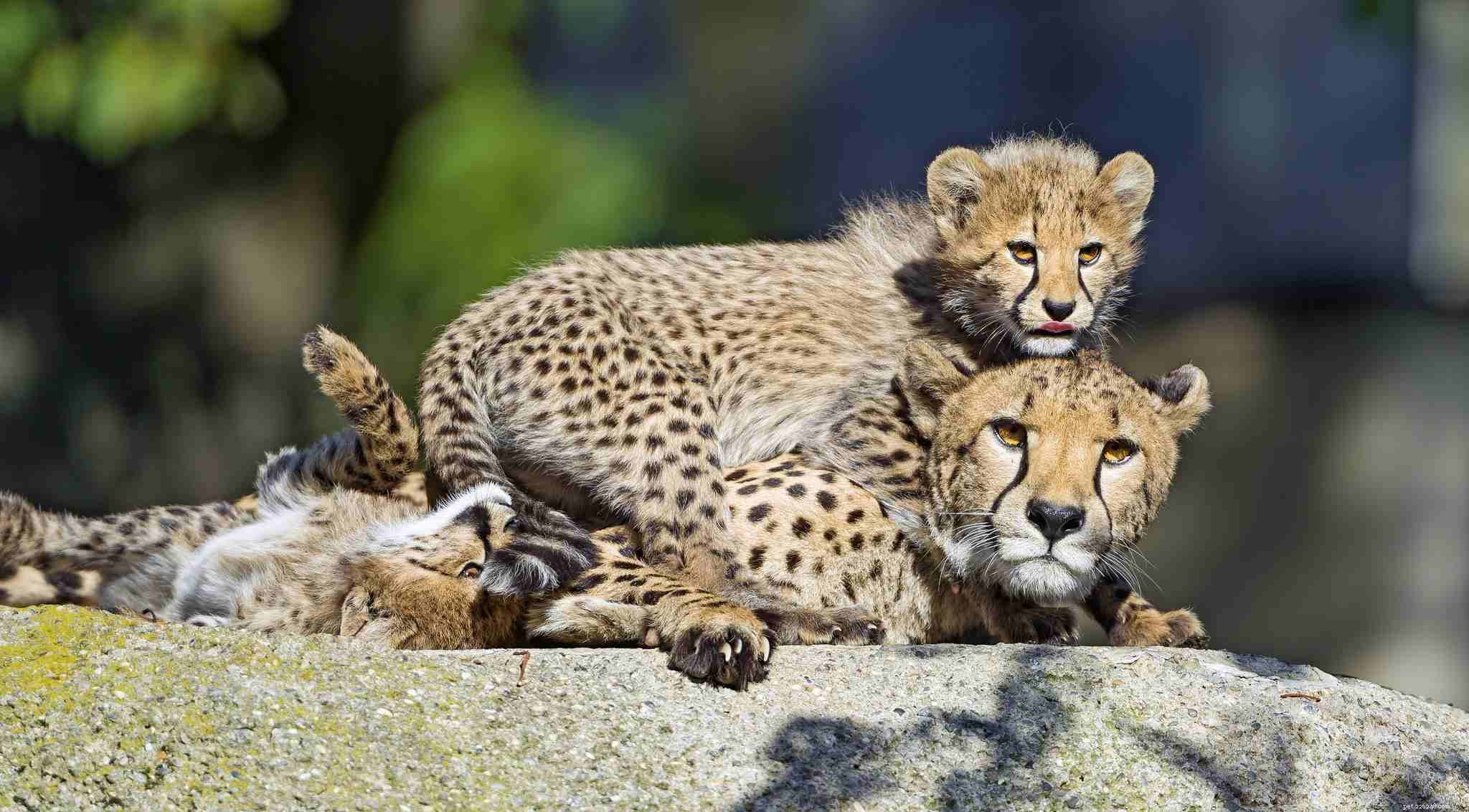 10 Endearing Baby Animals That Love Their Moms