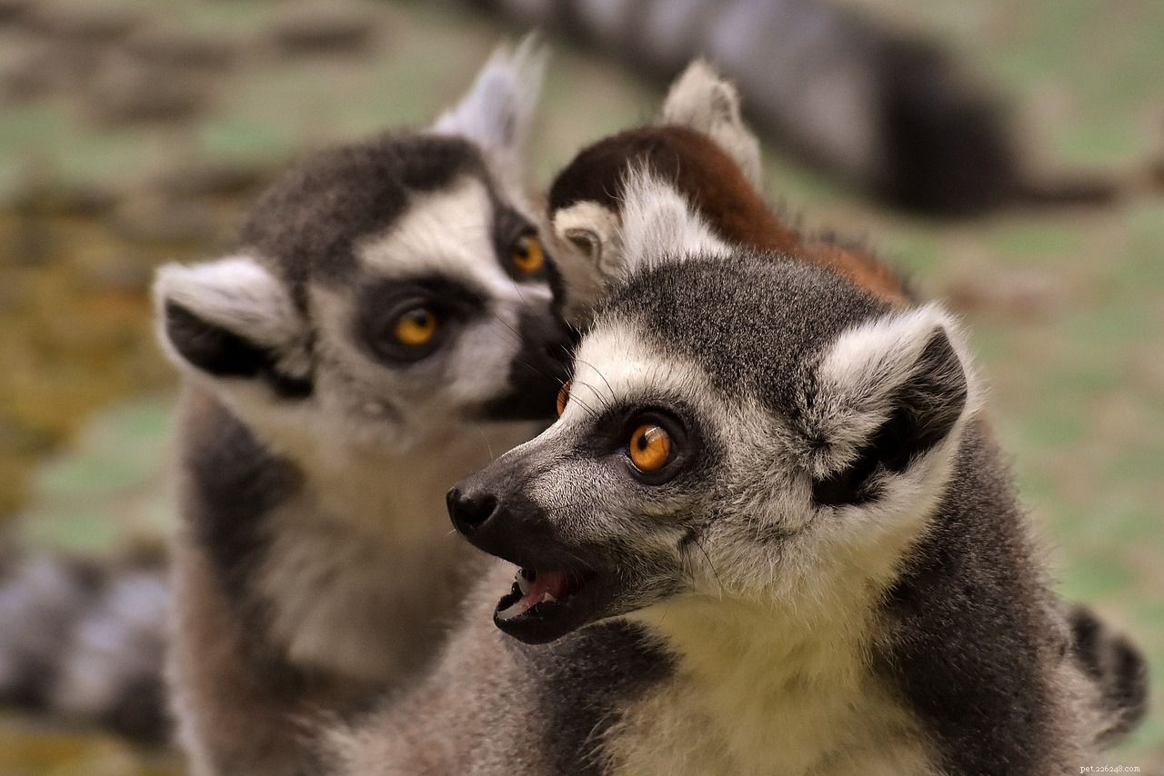 10 Endearing Baby Animals That Love Their Moms